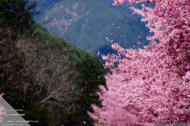 太陽架好了背景櫻花鋪好了地毯你還不出門嗎（宜蘭＞武陵）(2012.2.26 新增賞櫻照）