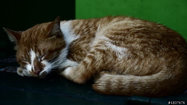 Panasonic G10隨手攝