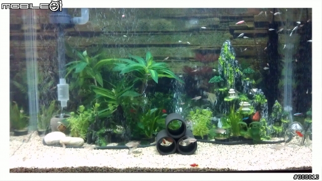 【附圖】新手養魚，出現陸續的死魚