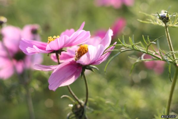 CANON EF 50mm F1.8 II拍花