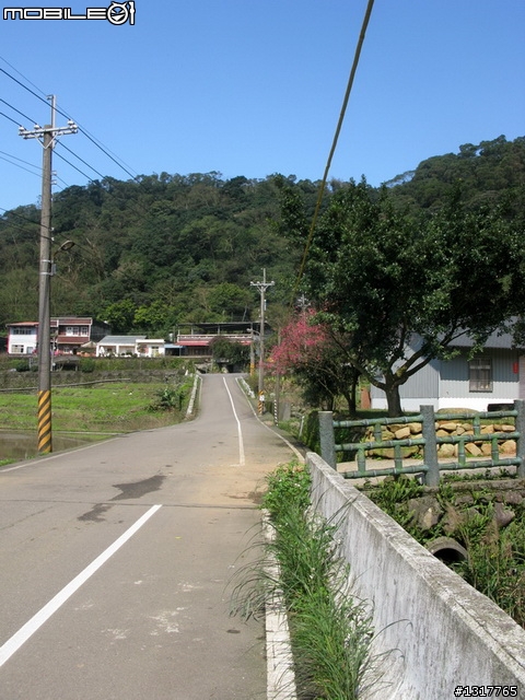 天元宮>源興居>淺水灣>淡水 自己散心找櫻花之旅