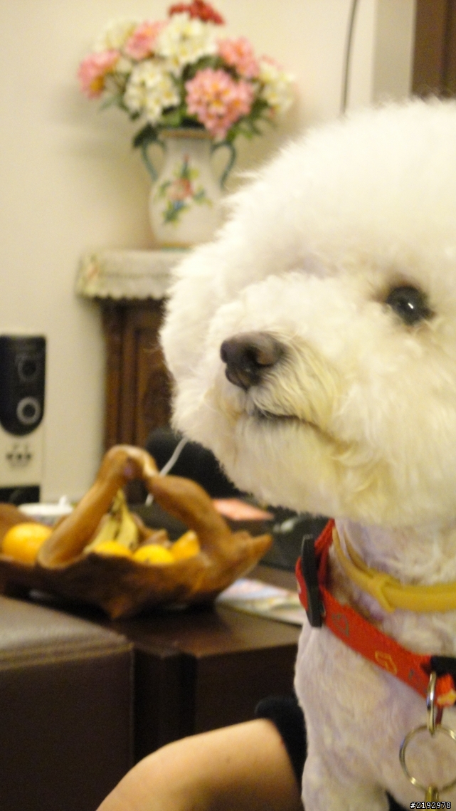 想為比熊犬找太太