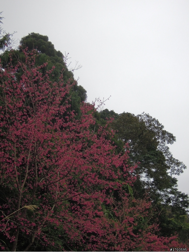 大雪山賞花賞鳥旅