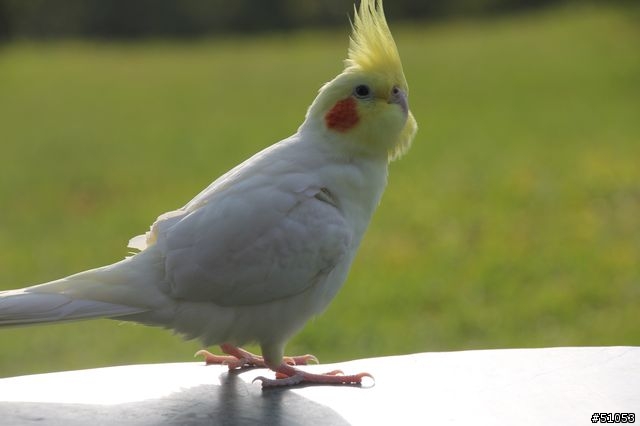 玄鳳名模寫真大公開