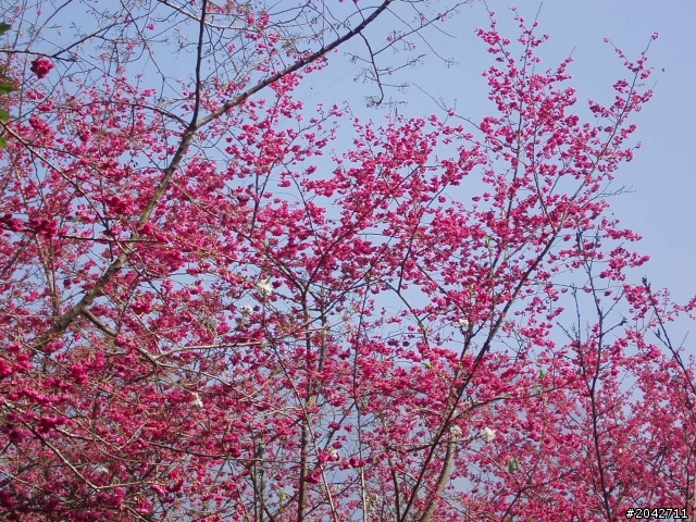 小半天 銀杏森林