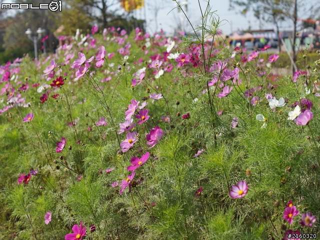 SONY a65 + 35mm F1.8 開箱