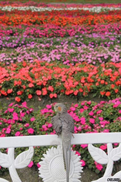 玄鳳名模寫真大公開