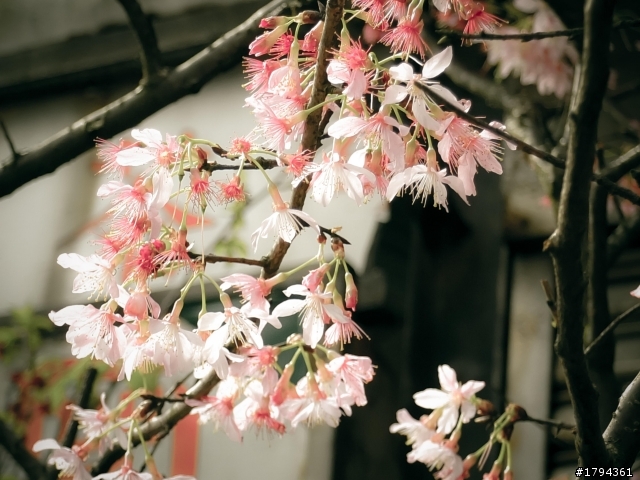 Sakura