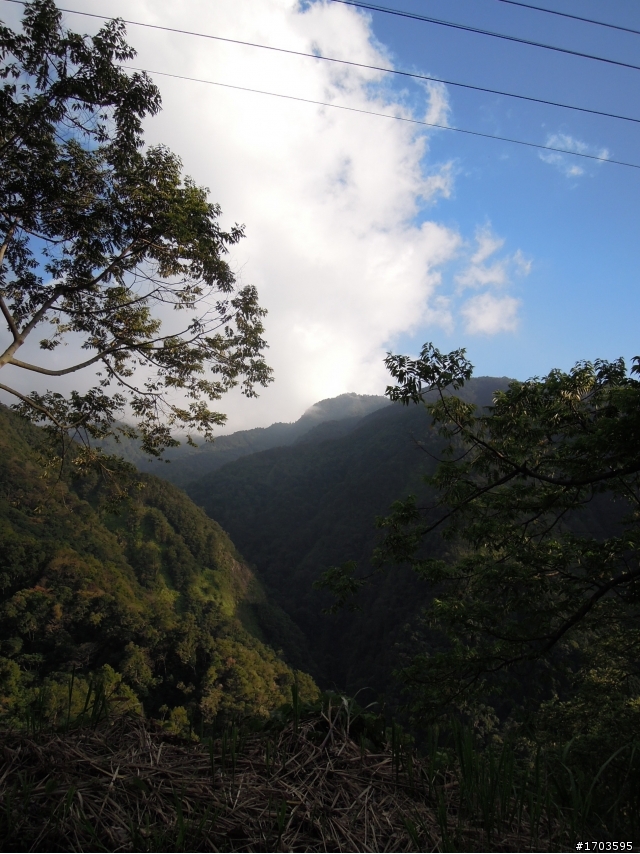 大雪山賞花賞鳥旅