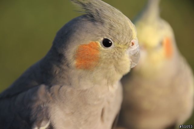 玄鳳名模寫真大公開