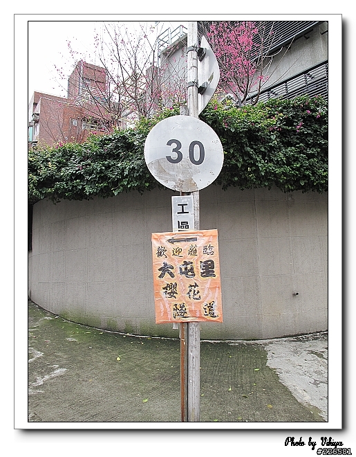 北投大屯里復興三路櫻花之旅...殘念