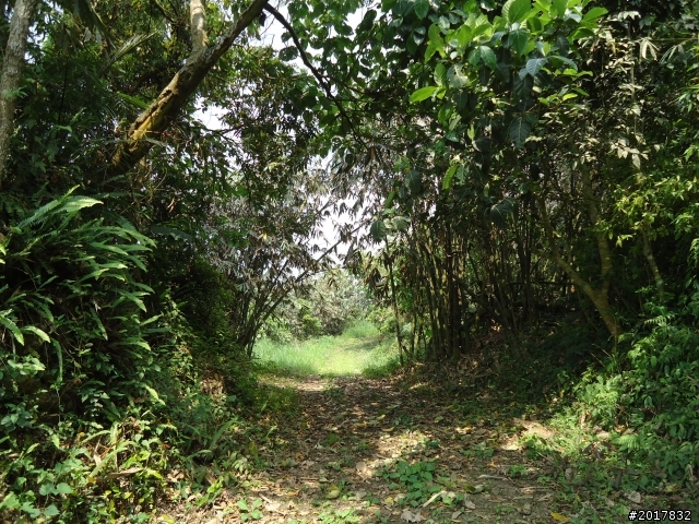 2012-3-16關仔嶺枕頭山