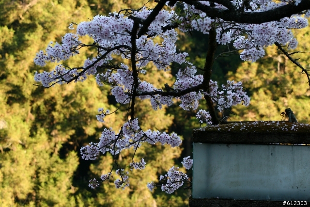 3月17~18~高雄→阿里山