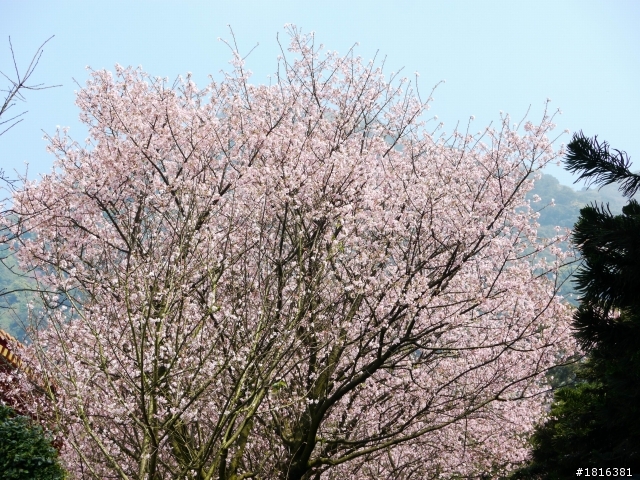 2012.03.15天元宮櫻花