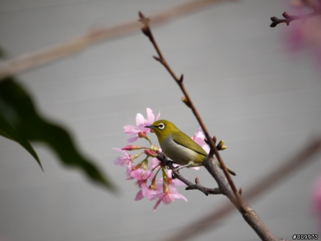 GF2用45-200mm抓蜂打鳥~還不錯