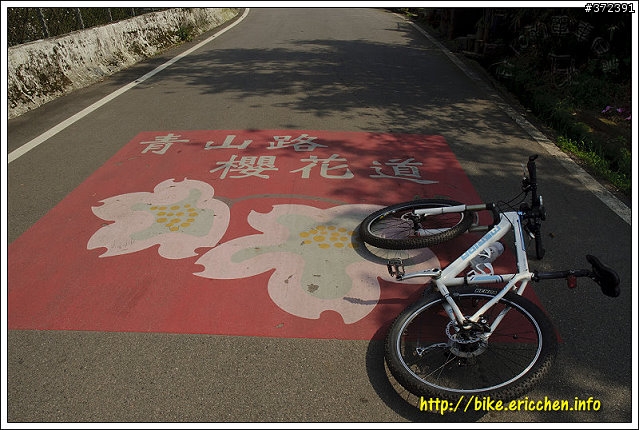 [Eric的單車日記] 紅櫻新綠 春山探秘 (天元宮滿開)