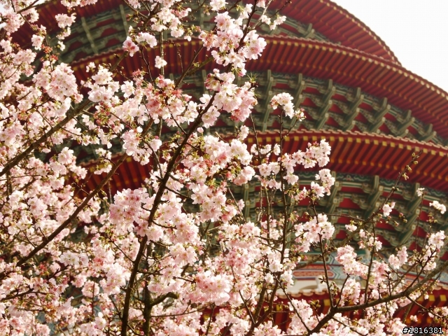 2012.03.15天元宮櫻花