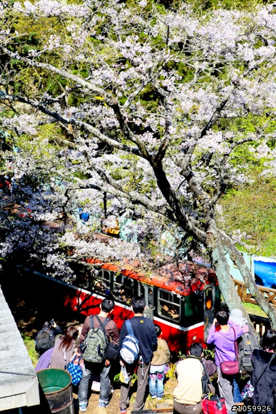 大家來賞櫻之阿里山櫻花季