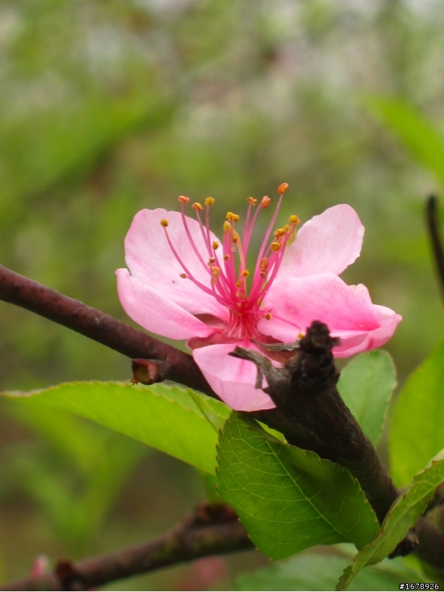 2月-屏東-瑪家鄉-桃花園(源)