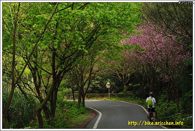 [Eric的單車日記] 紅櫻新綠 春山探秘 (天元宮滿開)