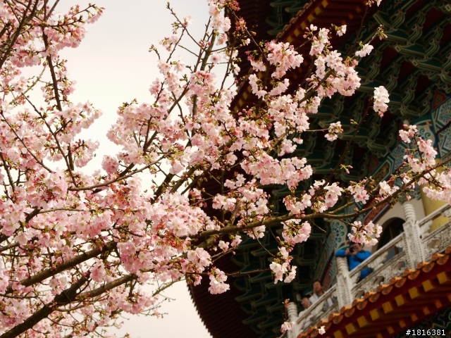 2012.03.15天元宮櫻花