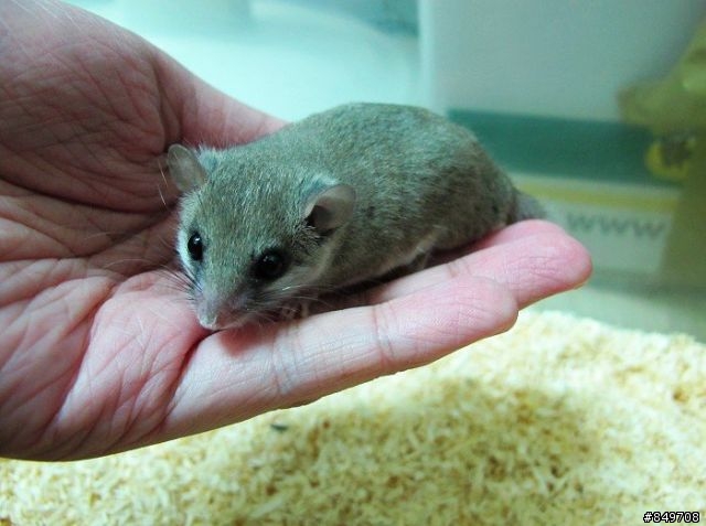 請問有人飼養『睡鼠』嗎？