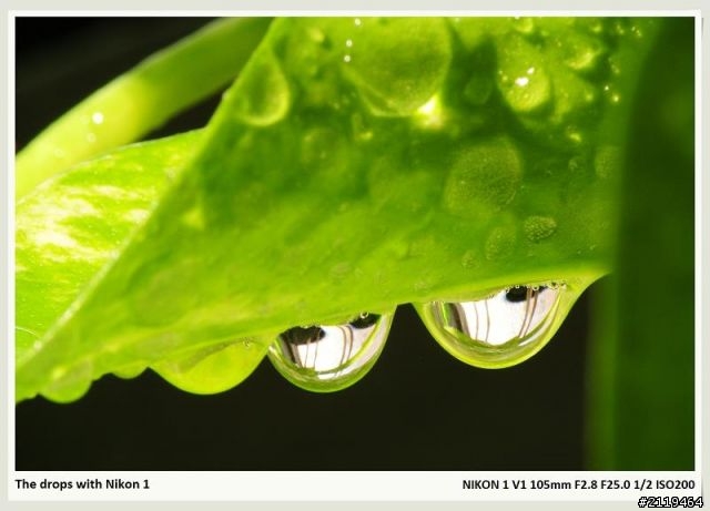 Nikon V1 微距攝影