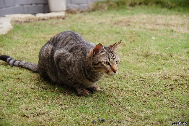 家貓應該也需要曬曬太陽吧