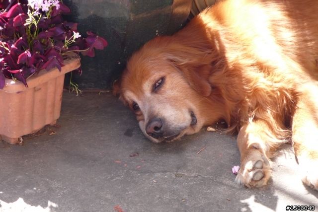 愛犬阿布RIP.阿勇你要帶好弟弟.不要再欺負他了