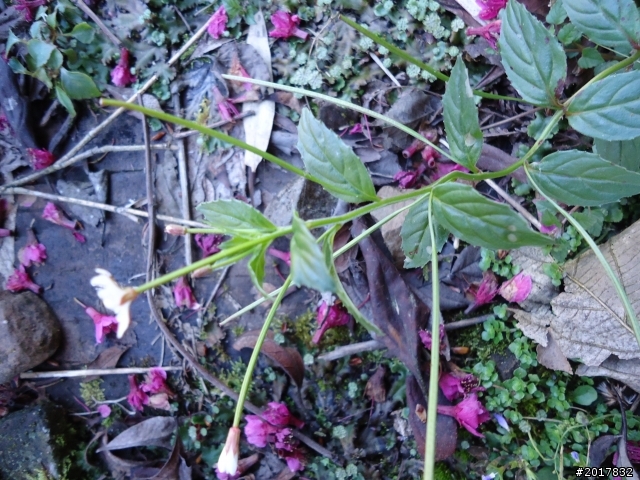 2012-3-5~3-6台21線部落之旅(麟趾山-望美山)馬奴多斯獵人古道