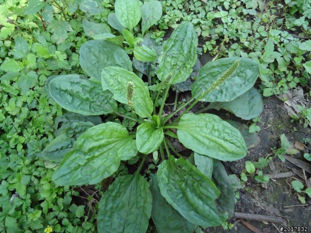 2012-3-5~3-6台21線部落之旅(麟趾山-望美山)馬奴多斯獵人古道