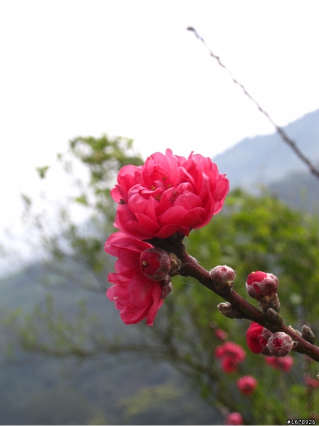 2月-屏東-瑪家鄉-桃花園(源)