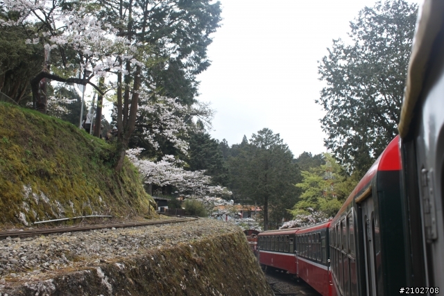 阿里山賞櫻~