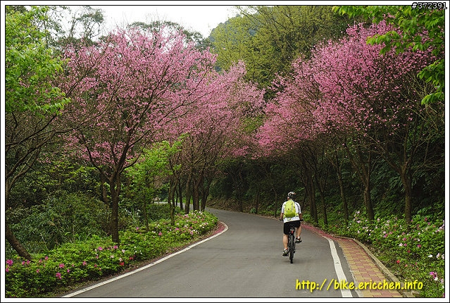 [Eric的單車日記] 紅櫻新綠 春山探秘 (天元宮滿開)