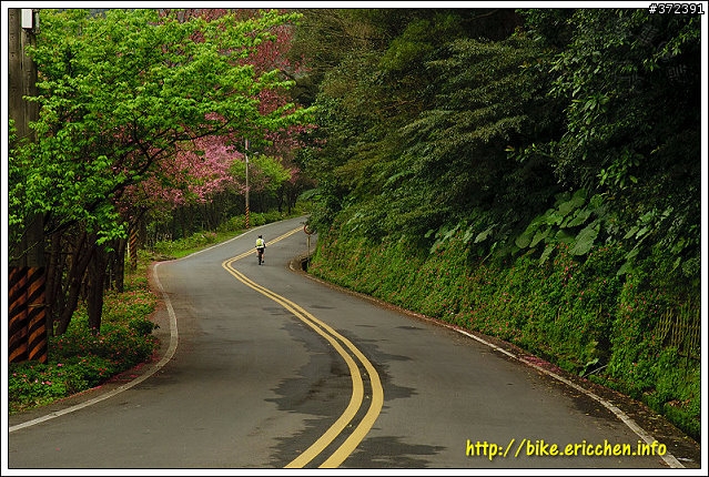 [Eric的單車日記] 紅櫻新綠 春山探秘 (天元宮滿開)
