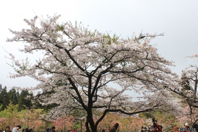 阿里山賞櫻~