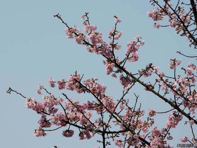 2012.03.15天元宮櫻花