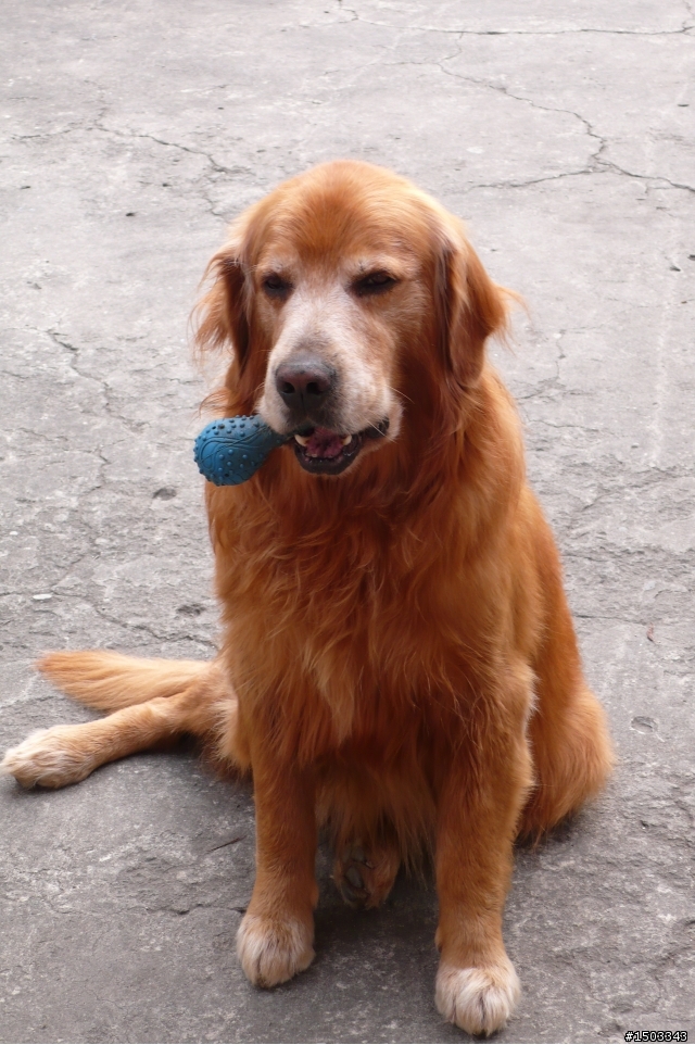 愛犬阿布RIP.阿勇你要帶好弟弟.不要再欺負他了