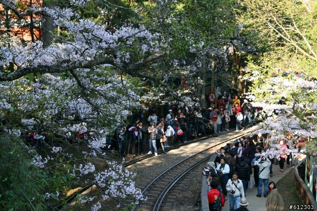 3月17~18~高雄→阿里山