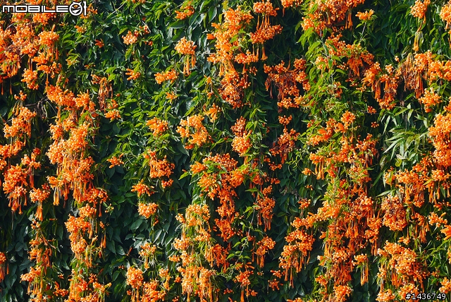[開箱文] 我的第一顆 X 鏡 Panasonic Lumix G 45-175mm X