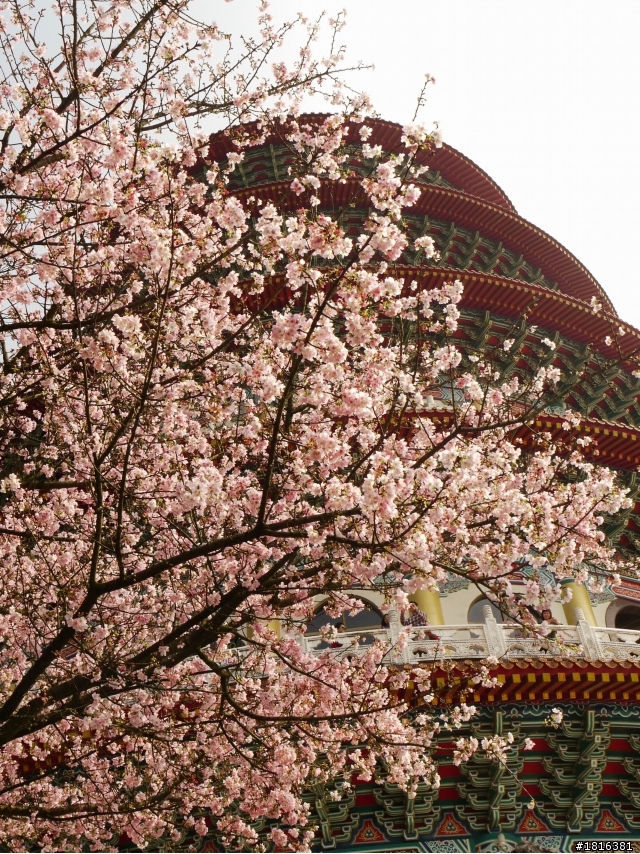 2012.03.15天元宮櫻花