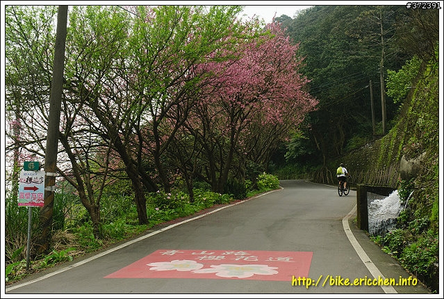 [Eric的單車日記] 紅櫻新綠 春山探秘 (天元宮滿開)