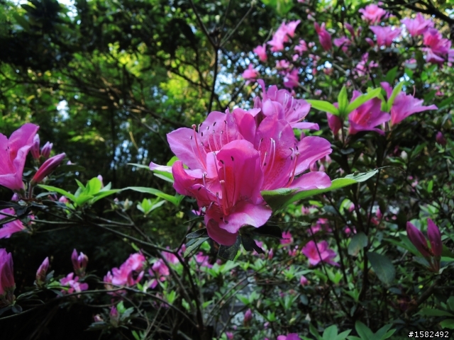 Nikon P310~黑色入手開箱!!!新增3/28實拍~
