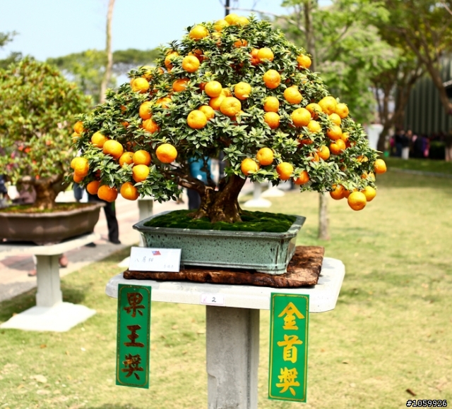 [景點]2012台灣國際蘭展(已結束)