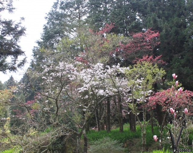 阿里山賞櫻~