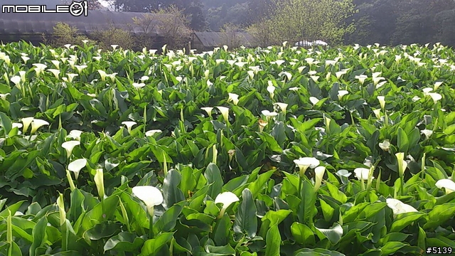 [分享]難得好天氣 - 帶著Sony Xperia S出遊去