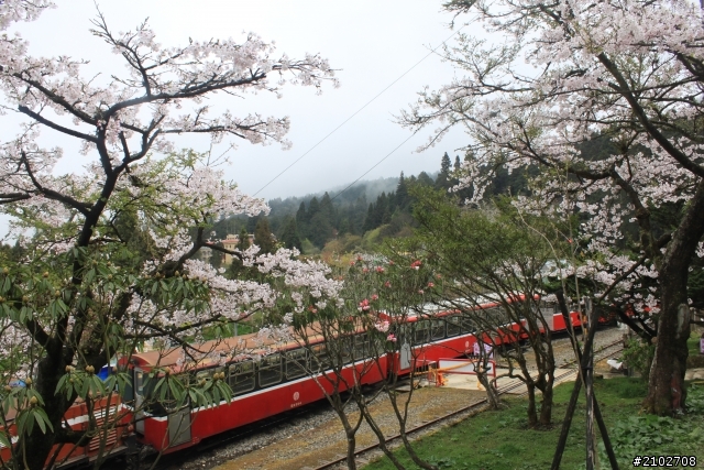 阿里山賞櫻~