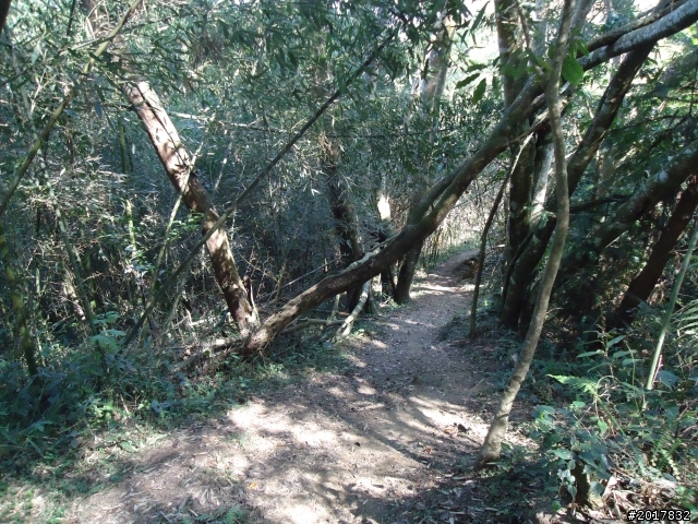 2012-3-5~3-6台21線部落之旅(麟趾山-望美山)馬奴多斯獵人古道