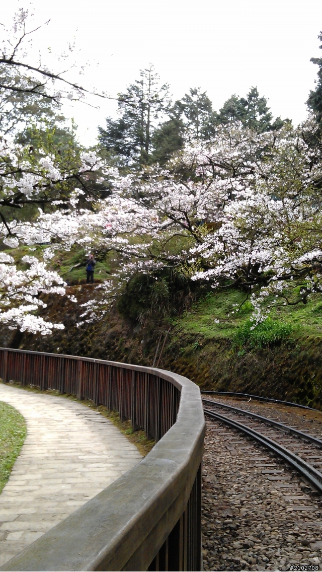阿里山賞櫻~