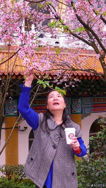 天元宮櫻花真的超美，但不知這些人是否不懂告示牌上的中文字呢???